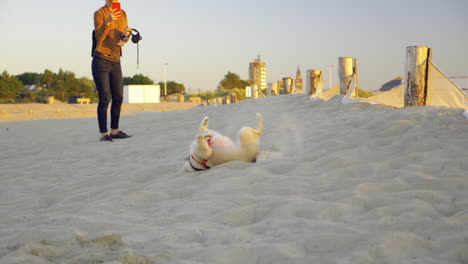 Mira-A-Un-Perro-Rodar-Y-Jugar-En-La-Arena-De-La-Playa-En-Cámara-Lenta