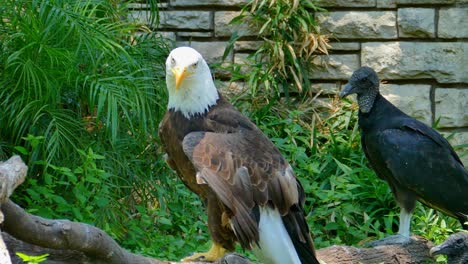 american bald eagle perched on a tree branch with a black headed vulture next to it