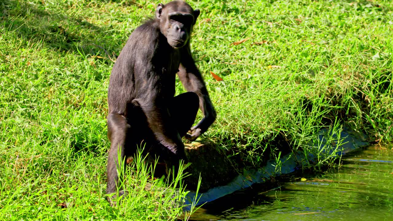 un chimpancé africano caminando desde el río nilo hacia otro chimpancé en uganda, áfrica del sur.