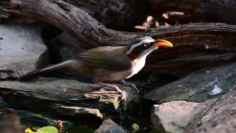 The-White-browed-Scimitar-Babbler-is-an-interesting-bird-as-its-name-carries-a-Scimitar-like-bill,-a-weapon-originating-in-the-Middle-East-in-which-the-bill-of-this-babbler-looks-like