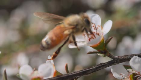 European-Honey-Bee-using-tongue-to-suck-out-nectar-from-flower,-flies-away