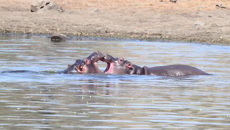 hippopotamus, two fighting and pushing eachother in the water