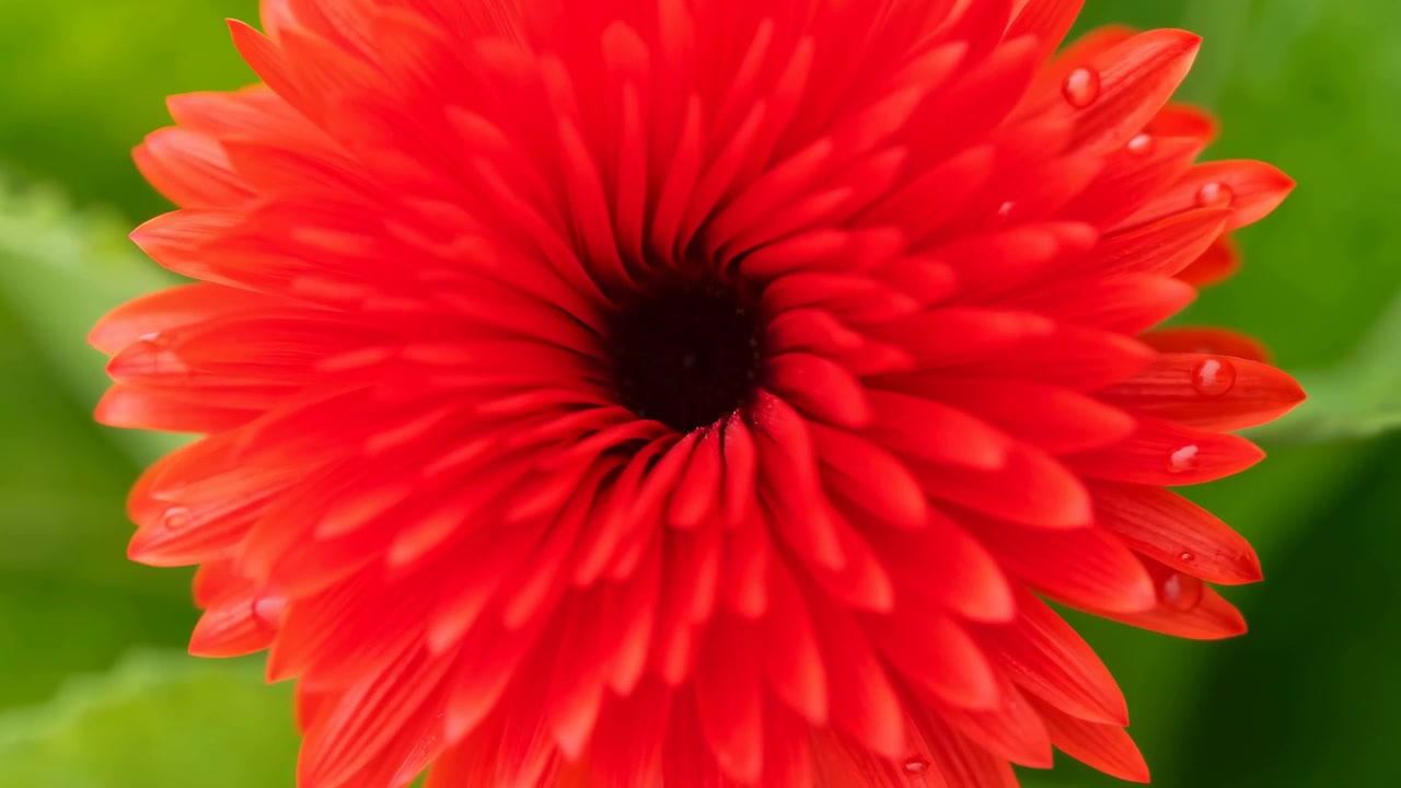 Una splendida sequenza di fioritura di un fiore di margherita rossa, catturata in un ambiente sereno e naturale con una prospettiva ravvicinata. I petali rossi vibranti contrastano magnificamente con il verde lussureggiante.