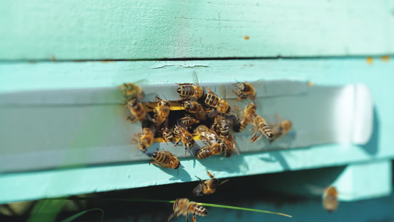 Bees flying to hive. Hives in an apiary with working bees flying to the landing boards.