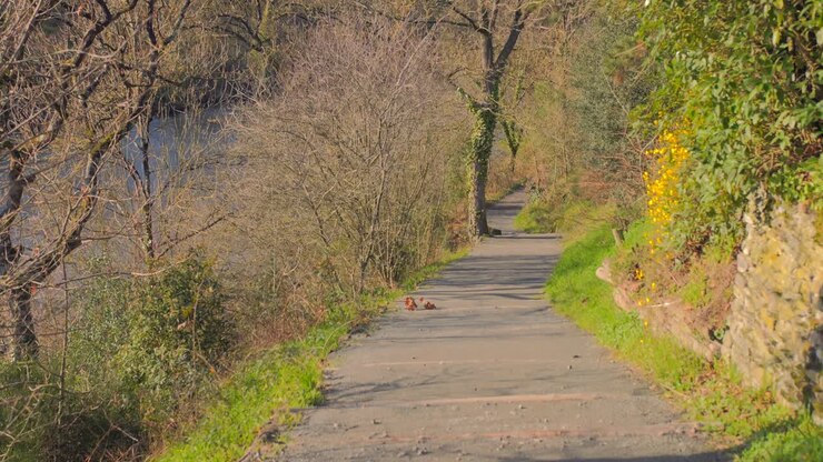 Strada sterrata vuota in un parco montano forestale in una giornata ventosa invernale