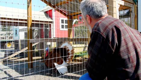 man looking animal in farm 4k