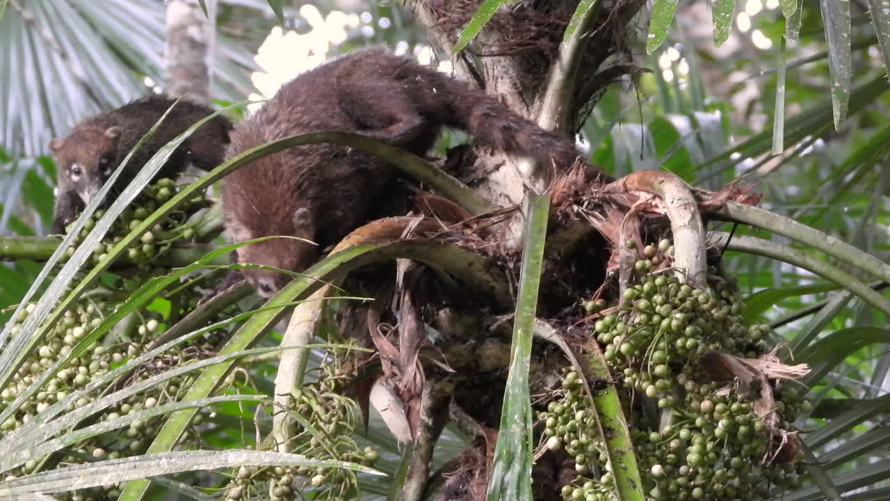 grupo de coatíes curiosos en la parte superior de la palmera, mirando directamente a la cámara, vida silvestre de panamá
