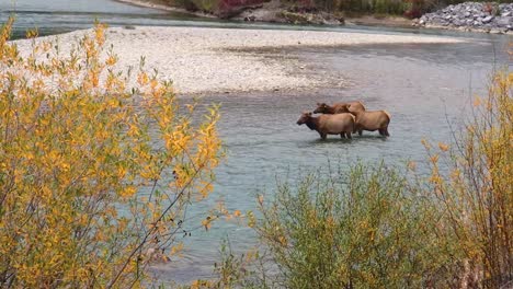 Three-Elk-standing-in-the-Bow-River,-Banff,-Alberta,-Canada