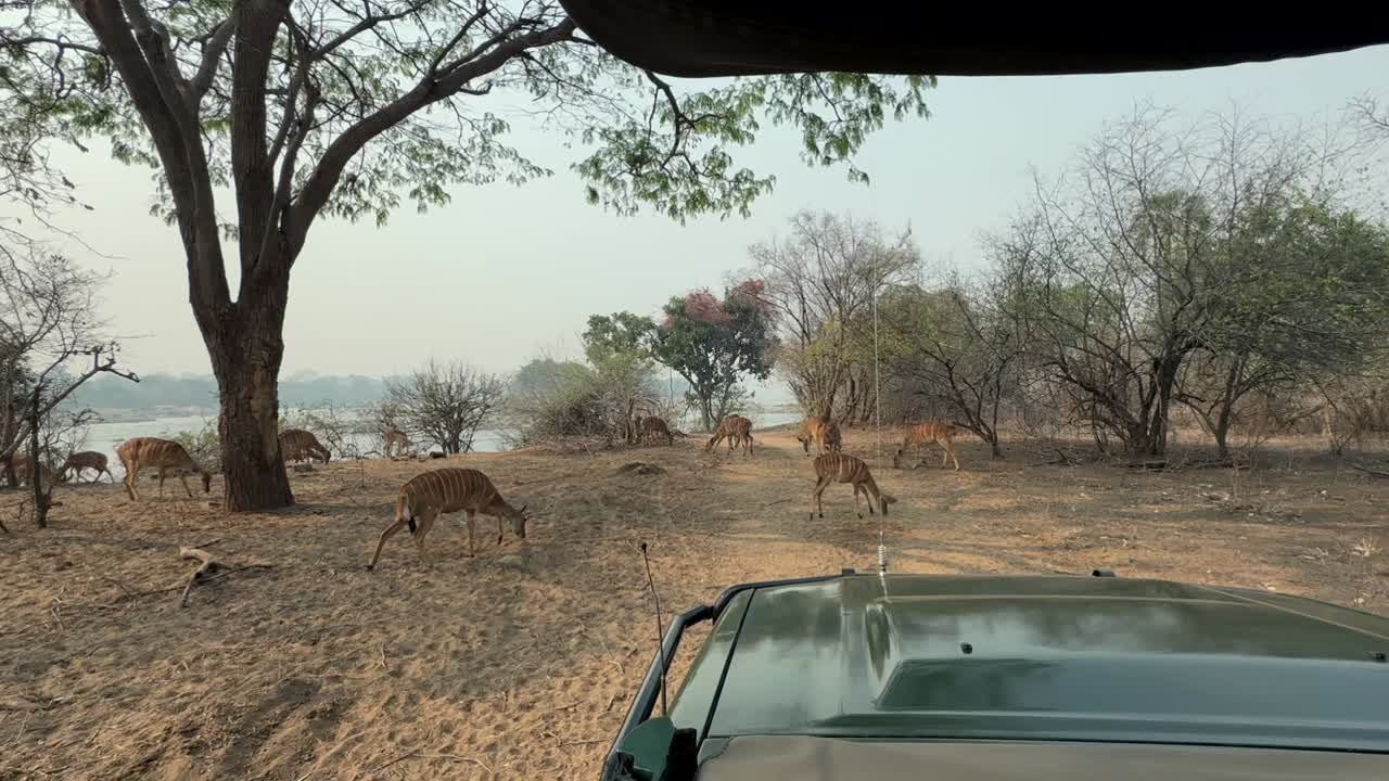 말라위의 마제테 야생동물 보호구역에서 사파리 차량에서 라 (tragelaphus angasii) 의 무리를 볼 수 있습니다.