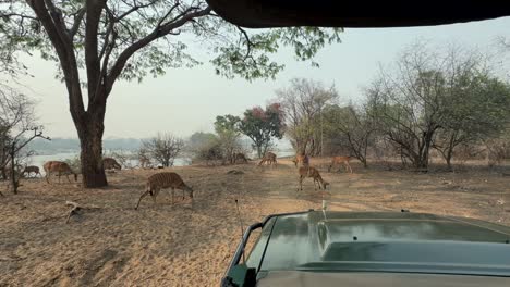 vista de una manada de nyala (tragelaphus angasii) desde un vehículo de safari en la reserva de vida silvestre de majete, malawi.