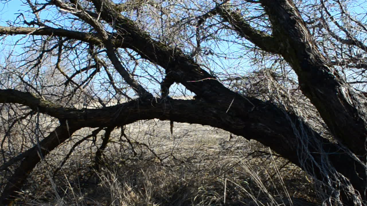 L'albero abbattuto da un uragano. Ripresa con Steadicam