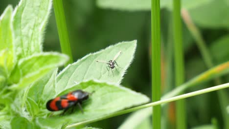 Macro-shot-and-focus-shift-from-a-red-common-blood-cicada-to-a-small-ant-with-wings-sitting-on-a-green-leave,-slow-motion