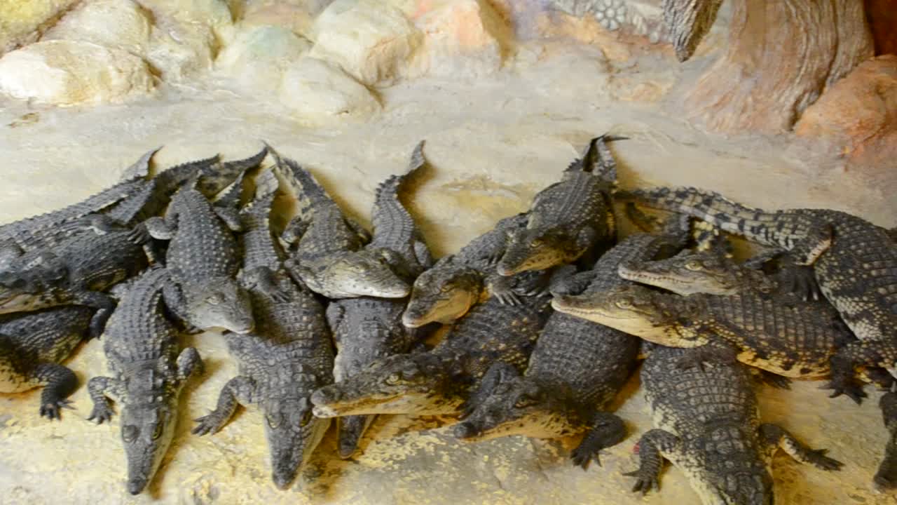 coccodrillo