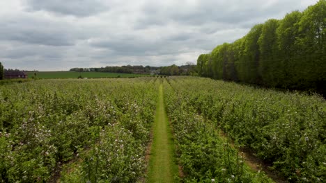 Low-drone-shot-very-close-to-tops-of-orchards-trees-with-blossom