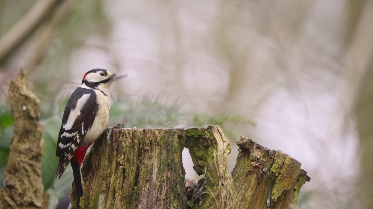 Great spotted woodpecker climbing tree trunk in Netherlands woodland forest