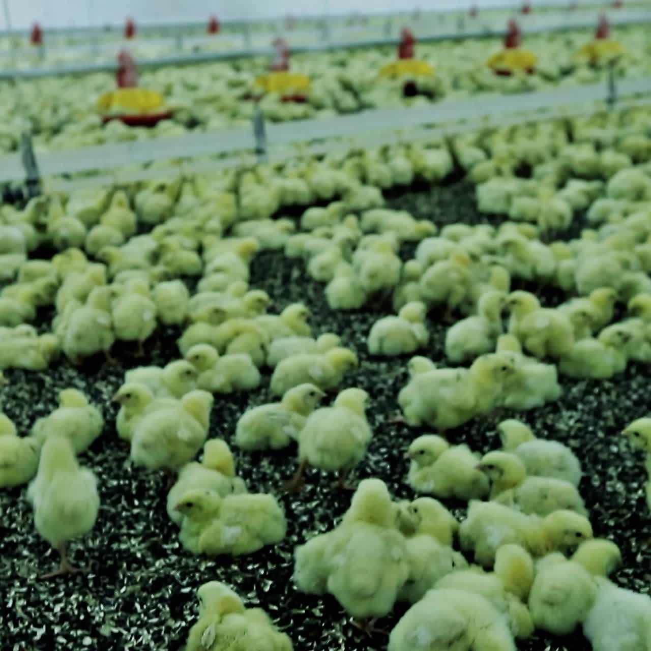 Big poultry rearing farm