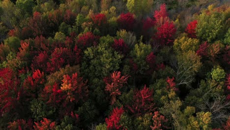 blazing red forest top aerial