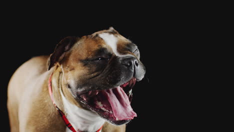 studio portrait of french bulldog puppy yawning against black background