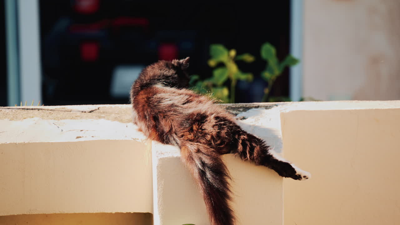 A long haired black and brown cat lies stretched out on a sunlit wall, relaxing under warm daylight