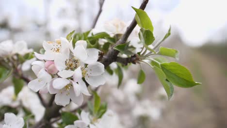 the white apple blossom in may on a kent farm specialising in fruit