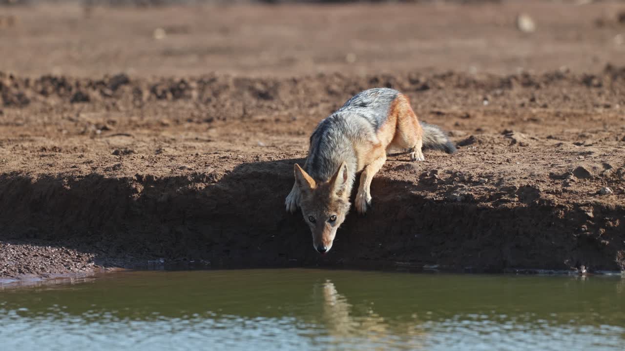 A black-backed jackal lying down to reach the low water level for a drink, Mashatu Game Reserve