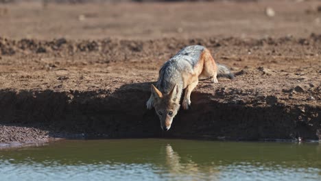 a black-backed jackal lying down to reach the low water level for a drink, mashatu game reserve