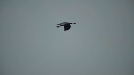 gray heron flying in morning