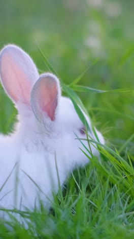 a white rabbit in green grass