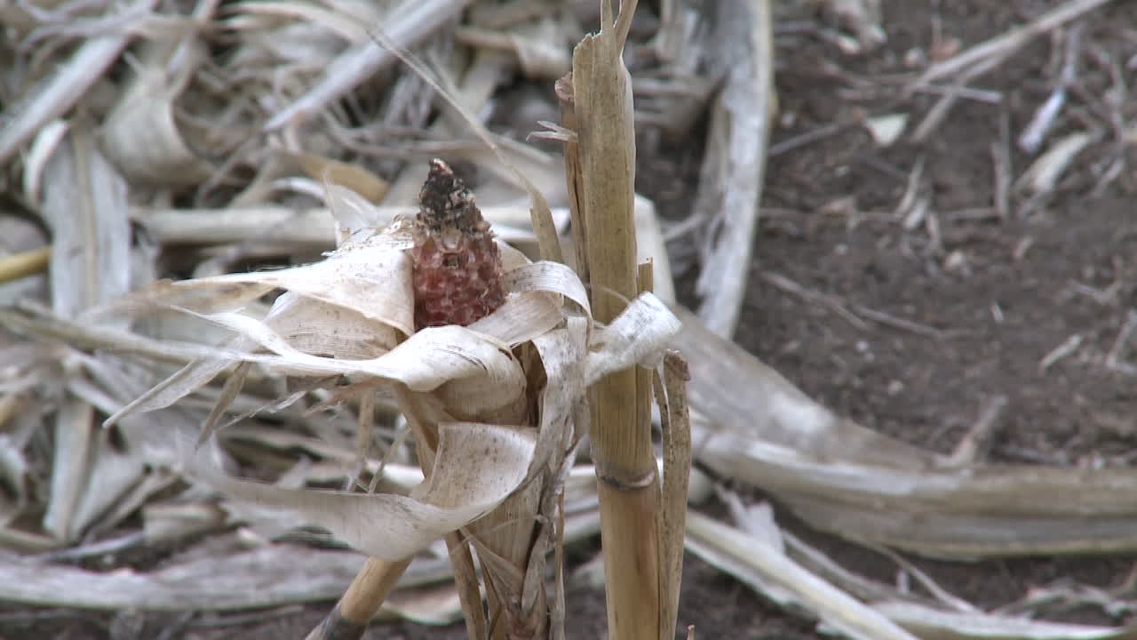 Dead Corn Stalk in Field