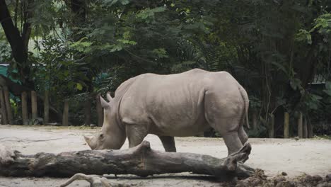 white rhinoceros walking around the zoo in singapore - panning shot