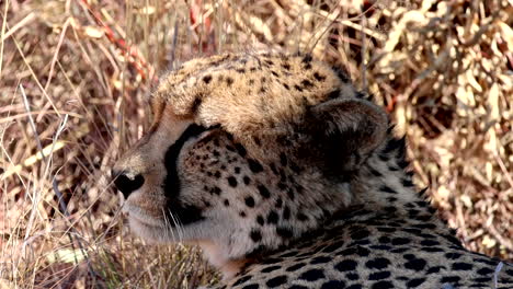 close-up of male cheetah giving a wink in natural habitat on safari in africa