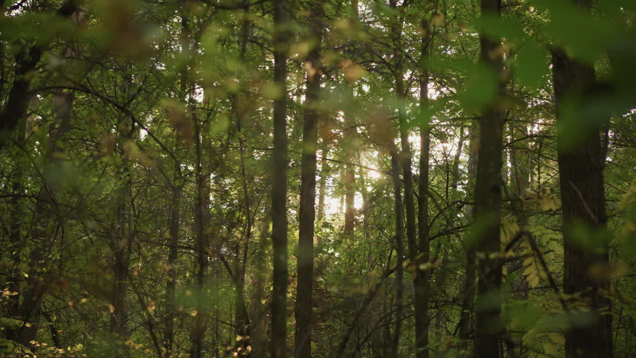 Scena di una foresta illuminata dal sole con alberi alti, luce filtrata a chiazze attraverso una fitta chioma verde, morbido suolo muschioso, quiete silenziosa, messa a fuoco cinematografica dell'obiettivo su tronchi e foglie, ideale come sfondo naturalistico