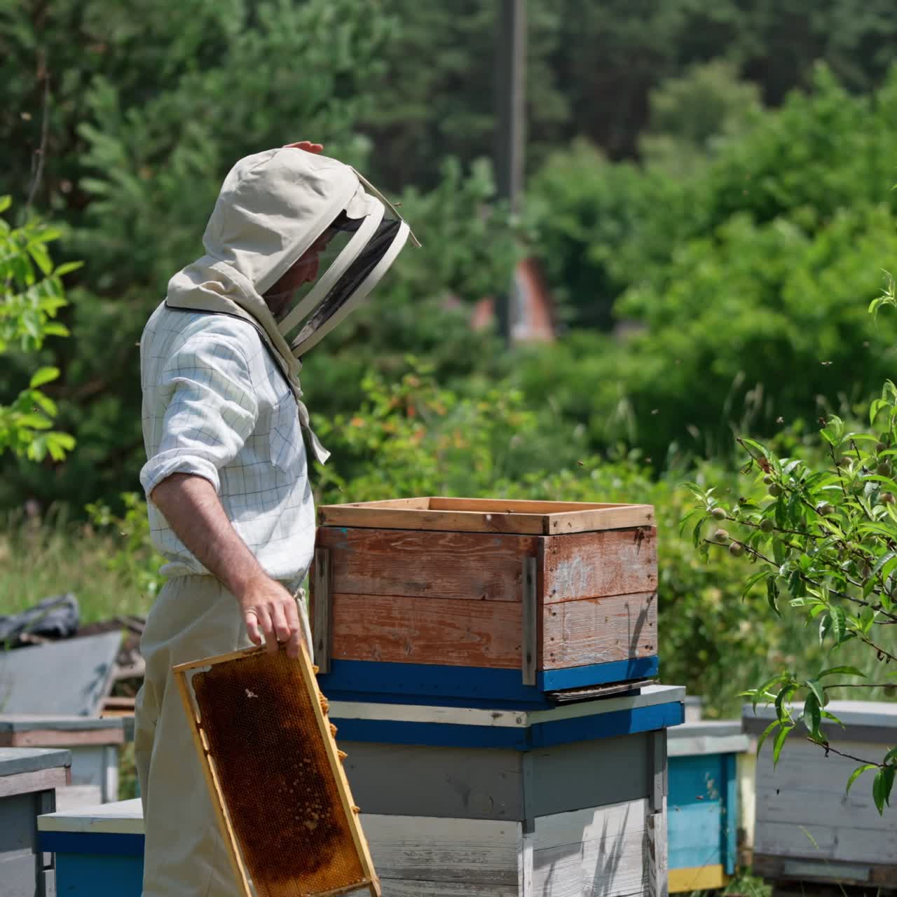Apicoltore adulto che lavora nel suo allevamento di api in una giornata estiva e soleggiata. L'uomo prende il coperchio di un alveare e lo chiude quando viene punto da un'ape. Sfondo naturale verde.