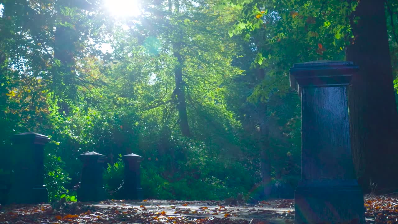 Autumn Sunlight in the Forest