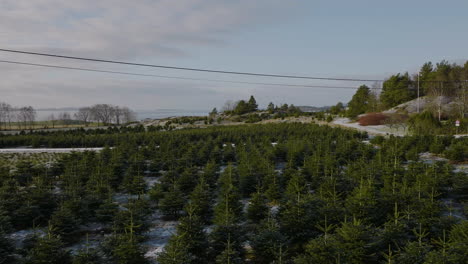 tree plantation of christmas trees - traditional decoration production