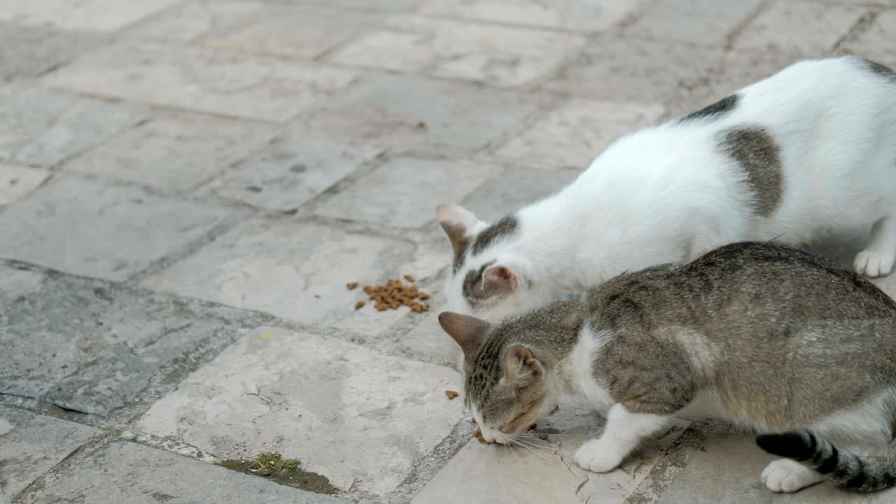 두 마리의 고양이가 바닥에 앉아 공원 밖에서 고양이 음식을 먹고 있다.