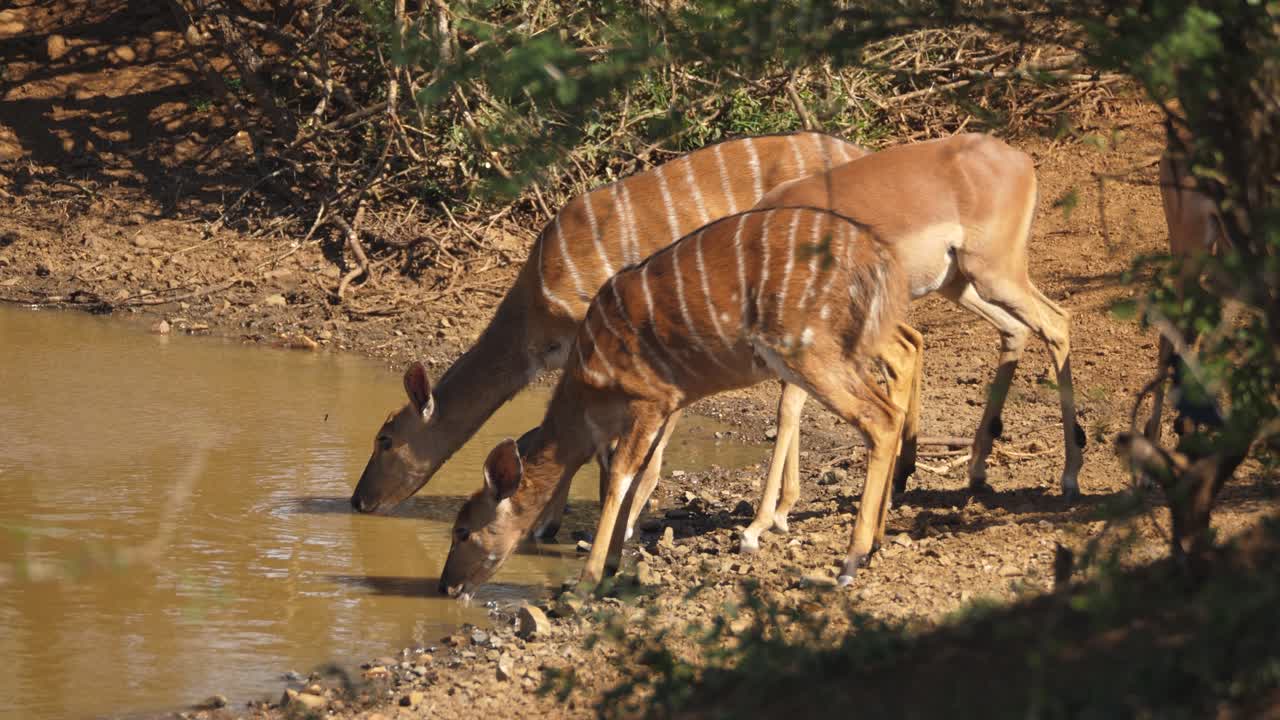 un grupo de hembras nyala bebiendo del abrevadero, de cerca, tiro completo