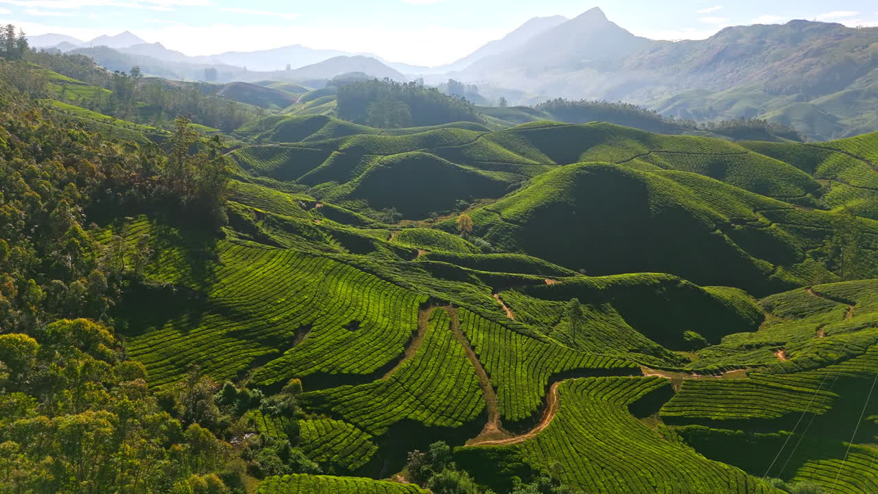 Vista aerea che si eleva dietro gli alberi, sopra i campi da tè di Munnar, giornata di sole in India
