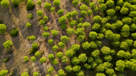 Drone-shot---takeoff-over-Stone-pine-trees-at-Cartaya-Stone-Pine-Forest-at-sunset,-Spain,-top-down-point-of-view-directly-above