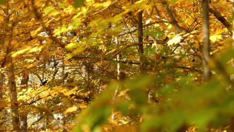 Grackle-Schwarze-Vögel,-Die-Zwischen-Herbstwaldbäumen-Mit-Gelben-Ahornblättern-Fliegen