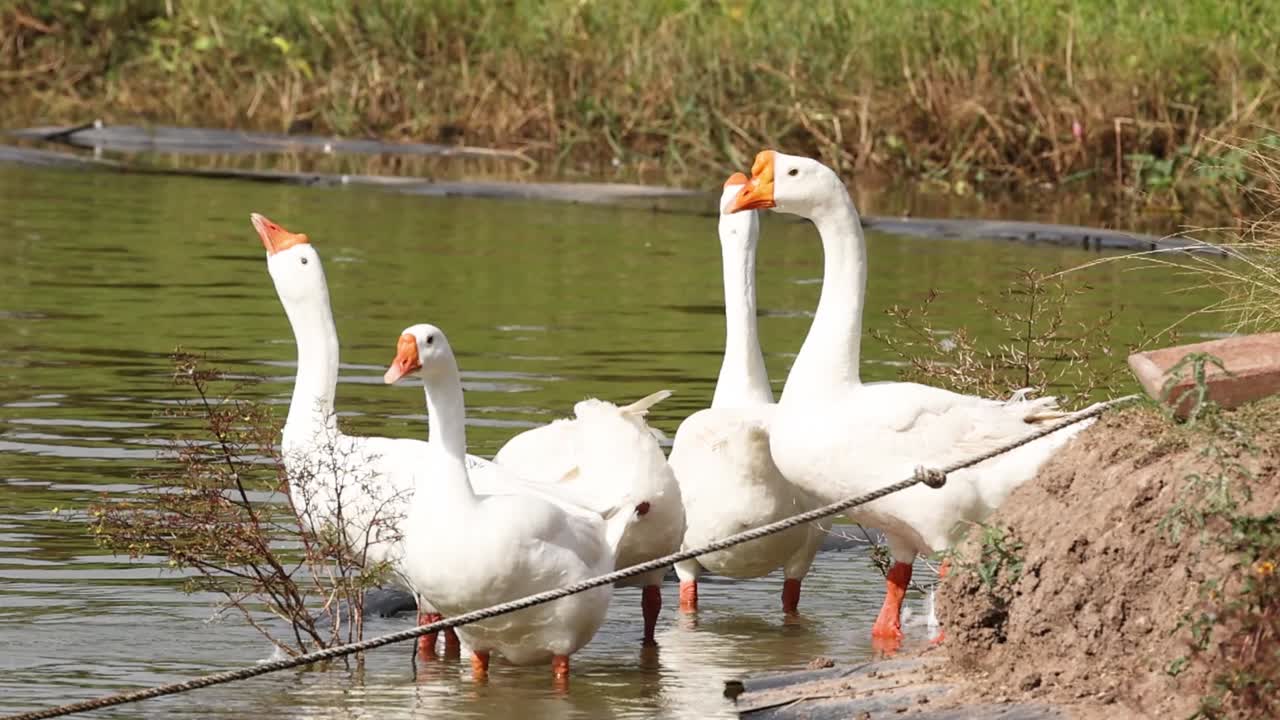 Eine Gruppe weißer Gänse steht zusammen in ruhigem Wasser an einem schlammigen Ufer.
