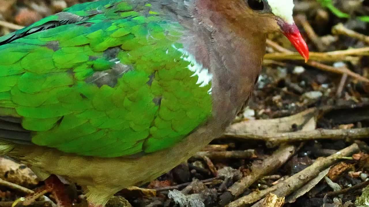 Una tortora smeraldina con ali di un verde vibrante cerca cibo tra foglie secche e ramoscelli.