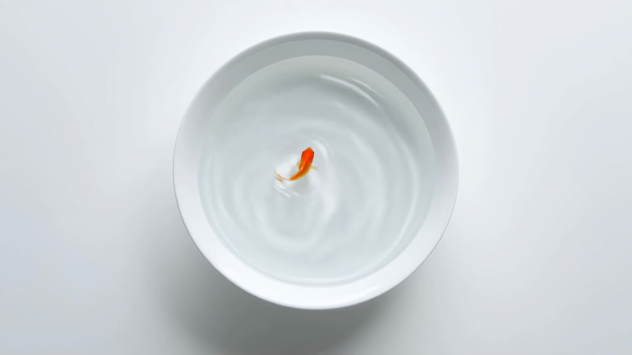 La vista dall'alto mostra un piccolo pesce arancione in una ciotola di ceramica bianca con acqua limpida, delicate increspature circolari che si diffondono intorno al pesce, sfondo chiaro minimale, luce diffusa morbida, texture lucida liscia, calma