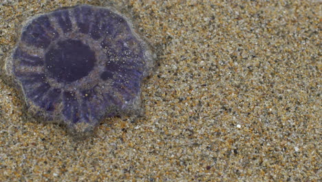 Primer-Plano-De-Una-Pequeña-Medusa-Varada-En-Una-Playa-De-Arena-Durante-El-Día