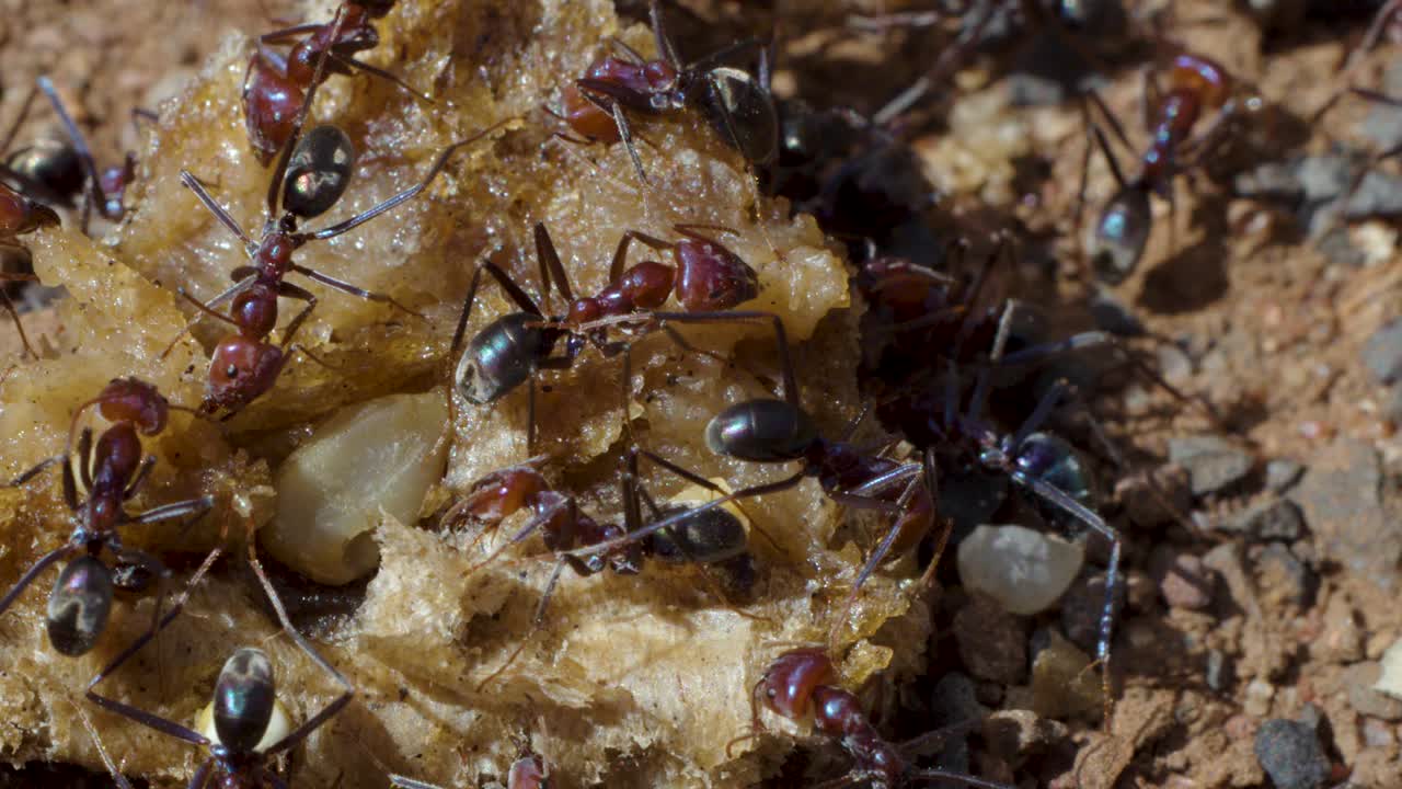 Macro close-up of ants working together to collect food on sunlit ground, natural lighting