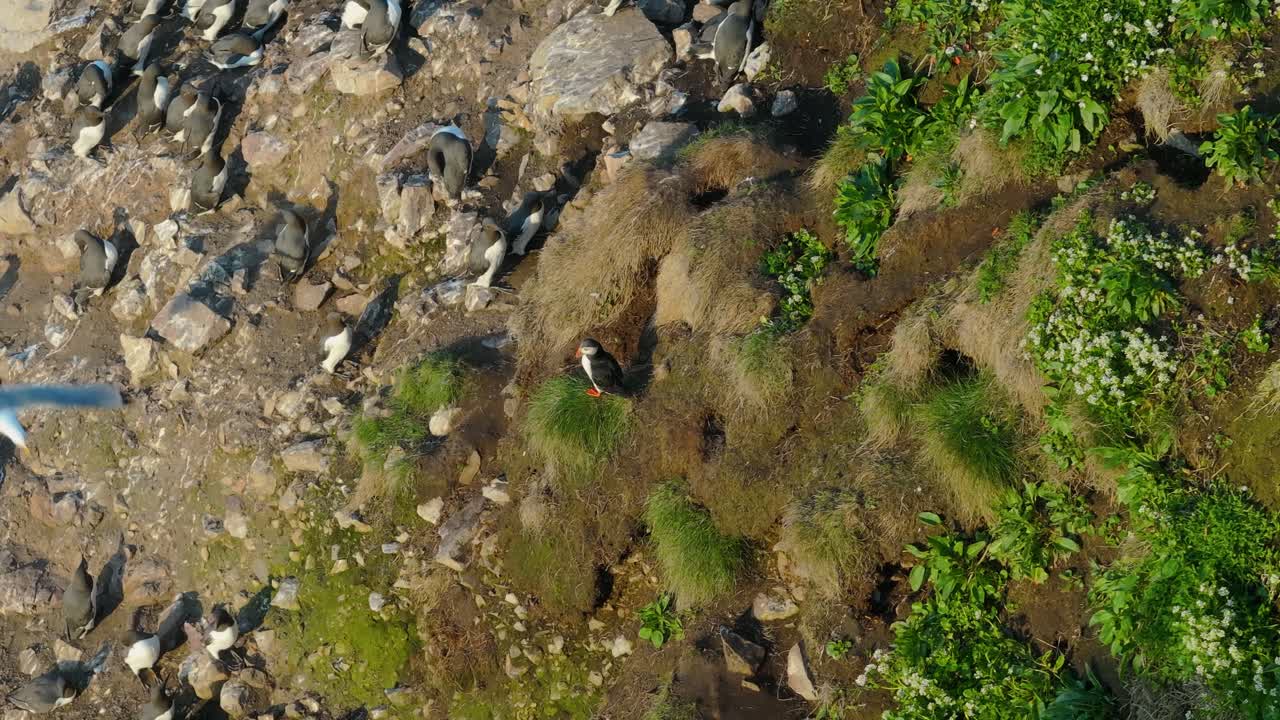 Puffins at Ireland’s Eye - 4K Cinematic Drone Footage Co.Dublin - Ireland 05.30