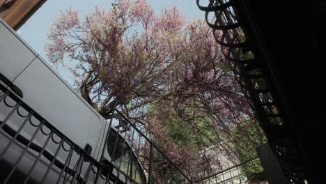 Mirando-Hacia-Las-Flores-Otoñales-De-Un-árbol