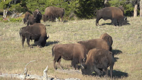 manada de bisontes pastando en los pastos del parque nacional de yellowstone, wyoming, ee.uu.