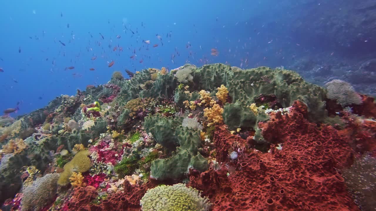 Nusa Penida'da sağlıklı bir mercan resifi üzerinde yüzen küçük tropikal balık sürüsü.
