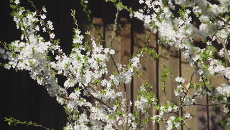 Hermosa-Flor-De-Ciruela-En-El-Jardín-Flor-De-Primavera,-Planta-Con-Flores-Blancas